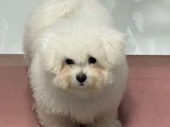 -翊宠yipet猫狗购宠庄园犬舍•猫舍