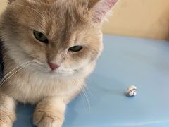 -萌兽医馆·犬猫专科·眼科中心·宠物医院(朝阳门分院)