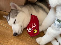 -Husky Go! 哈士奇体验馆·宠物咖啡厅狗咖