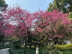 -杭州植物园