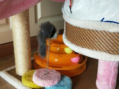 -鼓捣猫呢主题猫咖店