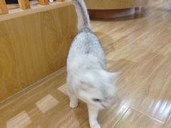 -滚猫咖啡·猫咖·猫友好撸猫(未来城店)