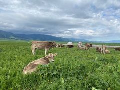 -新疆那拉提国家旅游度假区