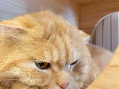 -猫咪派对(江南西店)