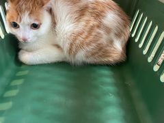 -御宝贝·A梦猫科宠物医院(国际猫友好医院)