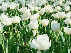 -苏州上方山国家森林公园