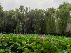 -四川大学(望江校区)