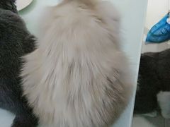 -喵的天空名猫咖啡馆·撸猫·猫舍·用品