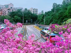 -深圳仙湖植物园