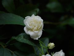 -四川大学(望江校区)