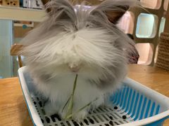 -藦茜花园宠物主题亲子互动体验馆(国顺东路店)