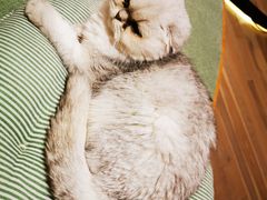 -CAT’S MEWSTAR CAFE·喵星球猫屋(晴湾咖啡店)