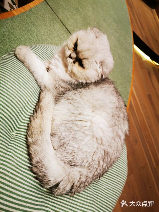 CAT’S MEWSTAR CAFE·喵星球猫屋(晴湾咖啡店)图片