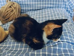 -宠物星动物医院·眼科·异宠·猫科(江南大道总院)