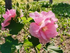 -福田红树林生态公园