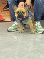店内萌犬-IN HAIR艺术+造型