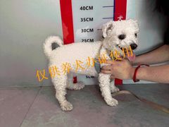 -伟伟宠物医院·CT影像中心·瑞派犬猫综合性门诊(汉口总院)