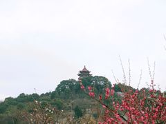 -林屋梅海青梅保护基地