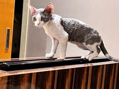 -山宅一喵德文卷毛猫舍