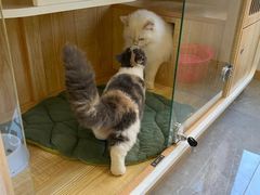 -山宅一喵德文卷毛猫舍