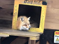 -宫城藏王狐狸村