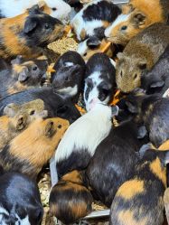 -Zoolung Zoolung动物主题公园(海信广场店)