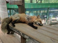 -宫城藏王狐狸村