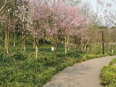 -重庆彩云湖湿地公园