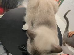 -琪喵猫屋·撸猫猫咖·猫舍