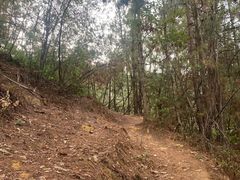 -长虫山生态公园风景林