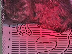 -沐沐家宠物(成寿寺店)