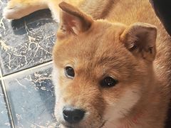 -艾贝尔宠物医院·宠保定点·超声绝育·免疫点(樱花路店)