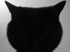 -中农国际动物医院24小时·猫科·骨科·急重症中心