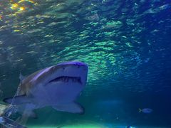 -悉尼海洋生物水族馆