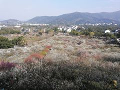 -香雪海
