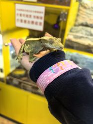 -神奇动物撸宠馆·羊驼·小浣熊·异宠(豫园店)