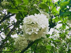 -大龙山(地铁站)