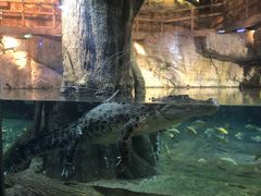 -迪拜水族馆及水下动物园