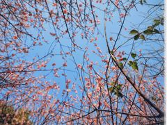 -中山市树木园