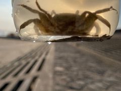 -南汇嘴观海公园