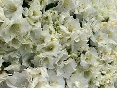 -南通洲际绿博园