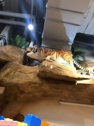 点击看大图 -鲁比猴非洲探索部落(喜盈门店)