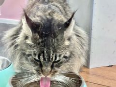 -青奢宠物·青奢猫舍