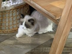 -藏猫猫咖啡主题馆(中央大道店)