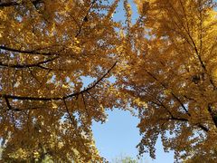 -大雁塔北广场音乐喷泉