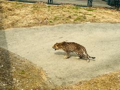 -大连森林动物园