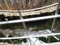-呀路古热带植物园