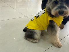 -瑞鹏宠物医院·猫专科·眼专科·产科(厚街店)