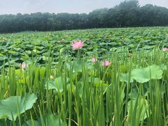 -荷塘月色湿地公园·向阳花洲