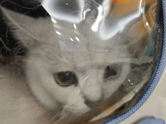 -全心全意连锁动物医院·微创中心·内科急重症·心脏专科(丰管路店)
